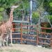 Jubilej Beo zoo-vrta (3): Žirafi stiže devojka