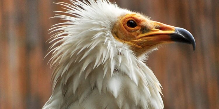 Jubilej Beo zoo-vrta (2): Novi život bele kanje