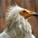Jubilej Beo zoo-vrta (2): Novi život bele kanje
