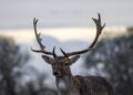 SAD: 40 posto divljih jelena imalo koronavirus