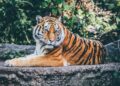 Tigrovi u Zoo vrtu u Džakarti oporavljaju se od korone