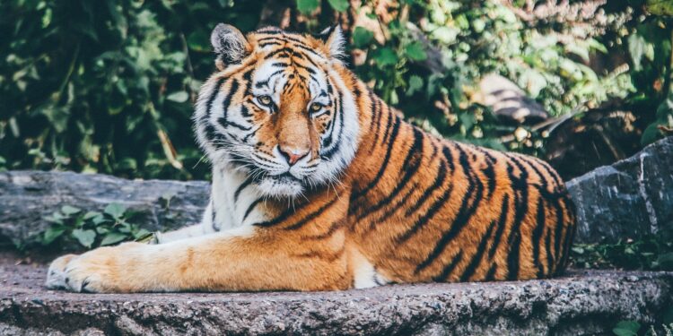 Tigrovi u Zoo vrtu u Džakarti oporavljaju se od korone