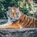 Tigrovi u Zoo vrtu u Džakarti oporavljaju se od korone