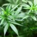 Legalizovana marihuana