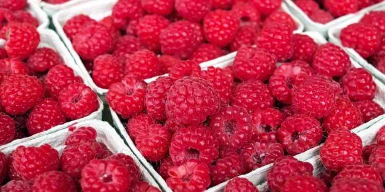 Cena maline biće od 600 do 800 dinara za kilogram?