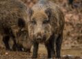 Divlje svinje izazvale saobraćajku u Grčkoj, dve žrtve