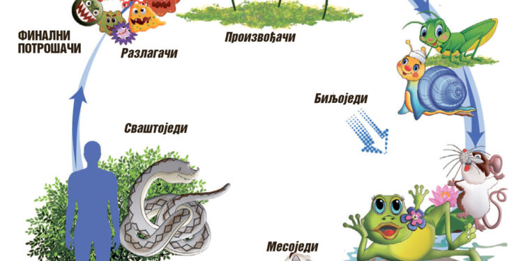 Deca i ekologija: Lanac ishrane