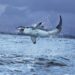 Australija: Potraga za surferom, strahuje se da ga je ubila ajkula