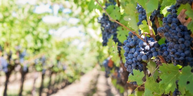 Uloga osiguranja u svetu vinograda i vina