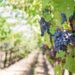 Uloga osiguranja u svetu vinograda i vina