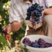 Postani stručnjak za uzgoj vinove loze i grožđa!