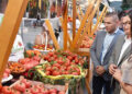 Paradajz adut juga Srbije