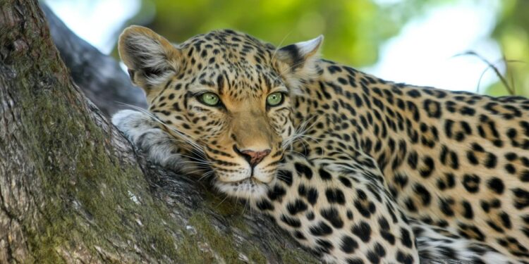 Leopard napao dve osobe u vojnoj bazi u Južnoafričkoj Republici