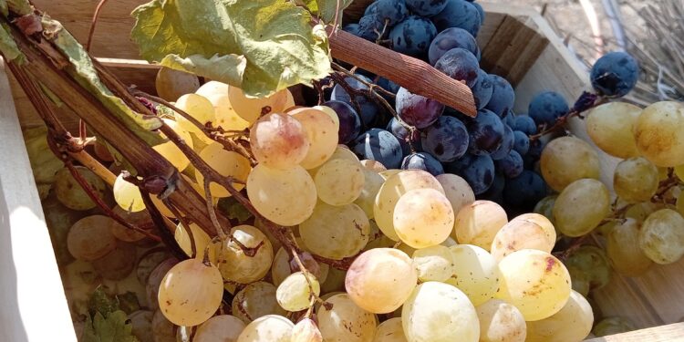 Berba počela, vino poteklo