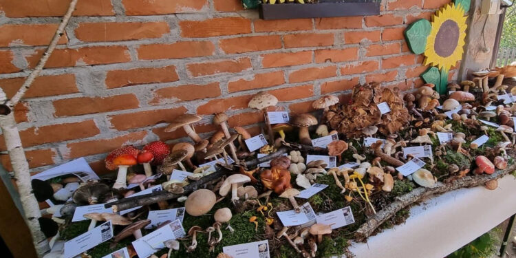 Pečurke lek i merak