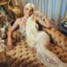 “Da se visoko zavijori srpska zastava” Jelena Karleuša ide na Pesmu za Evroviziju?