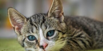 Zašto su mačke izbirljive i kako im pomoći?
