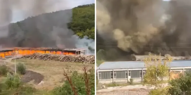 Gori Simpova fabrika na jugu Srbije (VIDEO)