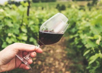 Sremski Karlovci mesto gde vino ima dušu, a čaša nosi priču