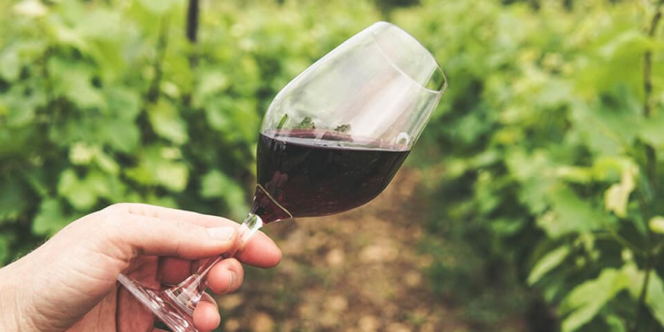 Sremski Karlovci mesto gde vino ima dušu, a čaša nosi priču