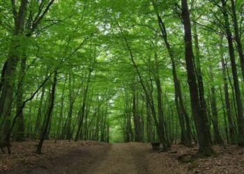EU staje na put krčenju šuma – Srbija jača svoja zelena pluća