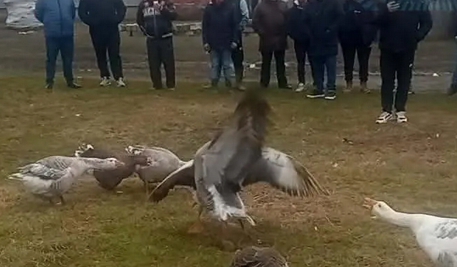 Održana peta Gusanijada