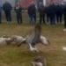 Održana peta Gusanijada