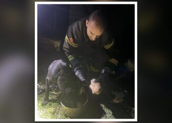 Akcija vatrogasaca iz Velike Plane dirnula je celu Srbiju do suza