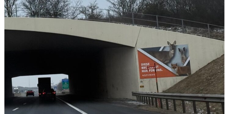 17.000 zečeva godišnje strada na austrijskim putevima