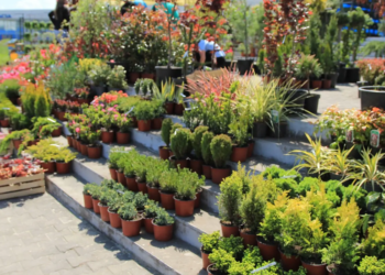 Kragujevac u bojama proleća: Sajam hortikulture okuplja preko 100 izlagača