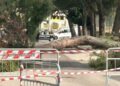 Palo drvo u sred grada u Italiji: Usmrtilo 12-godišnju devojčicu