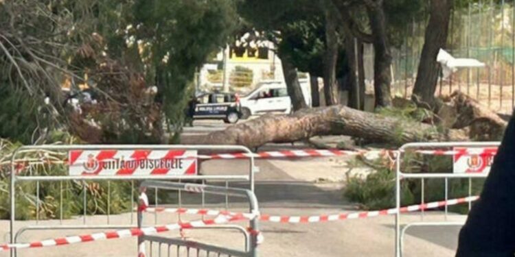 Palo drvo u sred grada u Italiji: Usmrtilo 12-godišnju devojčicu