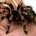 Voz pun putnika, a unutra 20 tarantula bez vlasnice