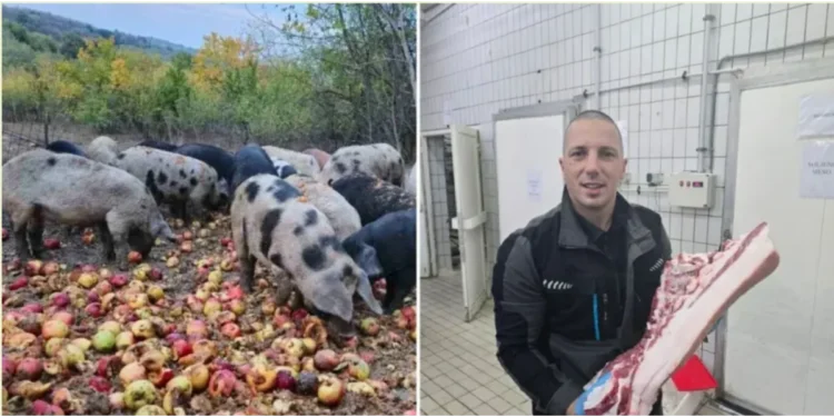 Svinje na jabukama i lubenicama: Markove delikatese traže i ambasade