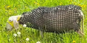 Vukovi u panici: Ovce dobile bodljikav oklop koji tera zveri