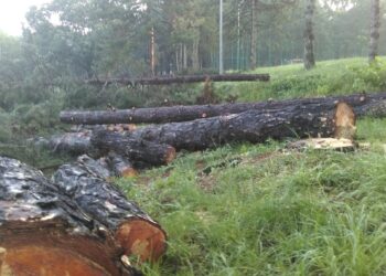 Protest zbog seče stabala na Košutnjaku, građani upali na gradilište