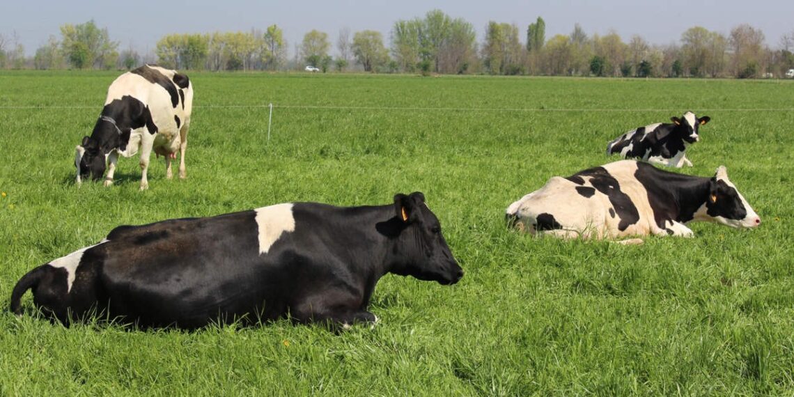 Banat pokazao snagu agrara: Održan prvi Mini sajam stočarstva