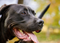 Koji su psi opasni? Istina o pitbullu i drugim rasama