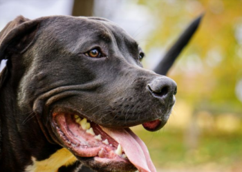 Koji su psi opasni? Istina o pitbullu i drugim rasama