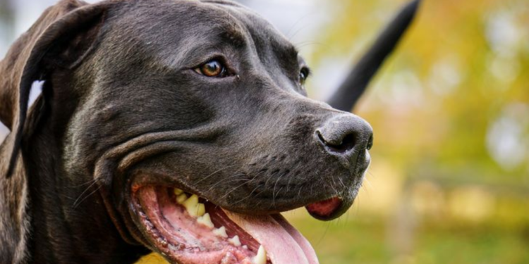 Koji su psi opasni? Istina o pitbullu i drugim rasama