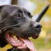 Koji su psi opasni? Istina o pitbullu i drugim rasama