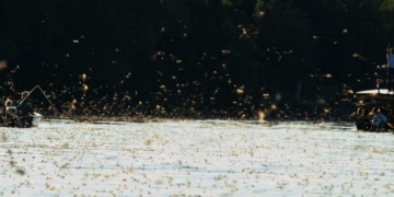 Tisa procveta samo jednom godišnje: Prirodno čudo koje traje nekoliko sati