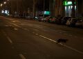 Policijski čas: Ulice Beograda puste, privedeno više osoba jer nisu htele kući