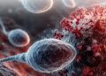 Naučnici tvrde: Hantavirus ostaje u ljudskoj spermi do 6 godina