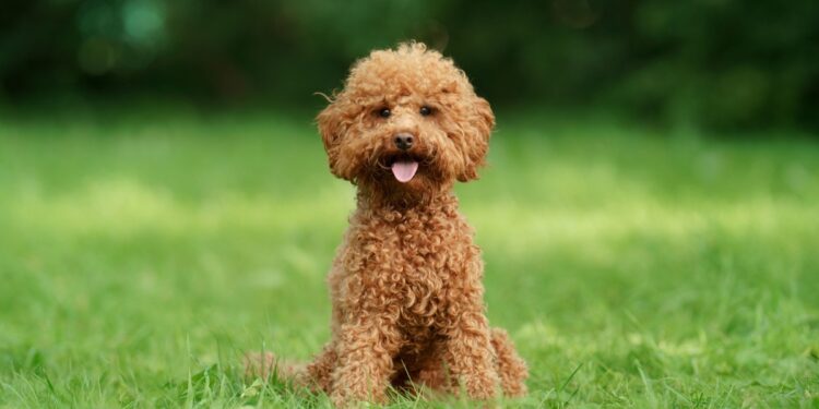 Zašto crvena pudla gubi boju dlake i kako joj pomoći ishranom?