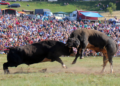 Grmečka korida: Više od dva veka tradicije koja okuplja Srbe