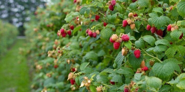 Počinje berba domaće maline: Velika potražnja ispraznila hladnjače