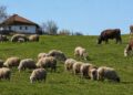 Stočari, proverite vaše eSanduče: Počela isplata za priplodna grla