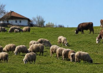 Stočari, proverite vaše eSanduče: Počela isplata za priplodna grla